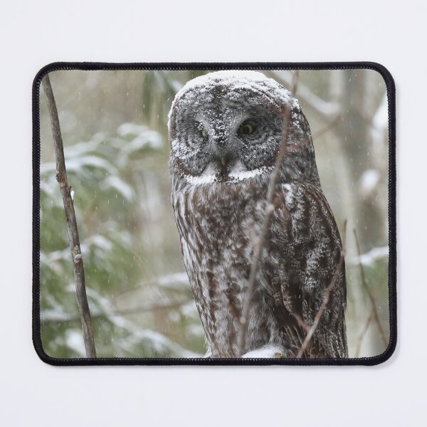 Item preview, A Great Gray Owl (Strix nebulosa) perched among snow-laden trees of the boreal forest designed and sold by locustgirl.
