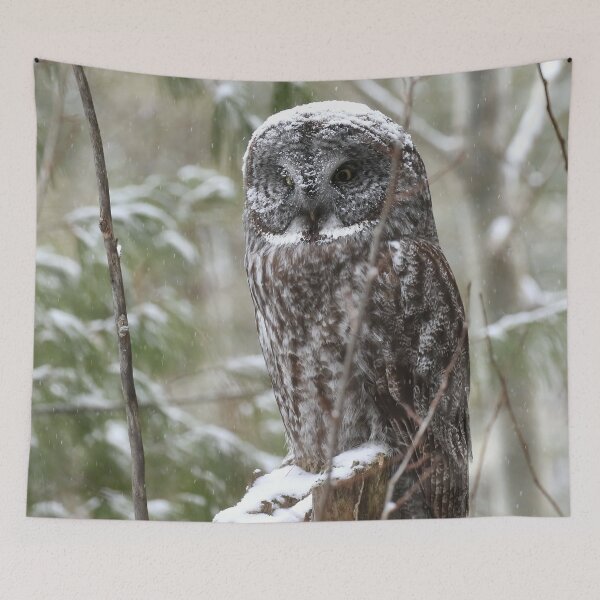 Item preview, A Great Gray Owl (Strix nebulosa) perched among snow-laden trees of the boreal forest designed and sold by locustgirl.