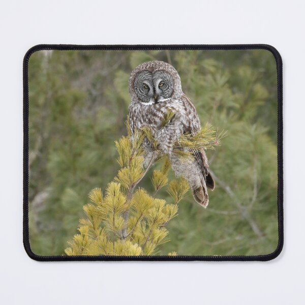 Item preview, Great Gray Owl (Strix nebulosa) designed and sold by locustgirl.