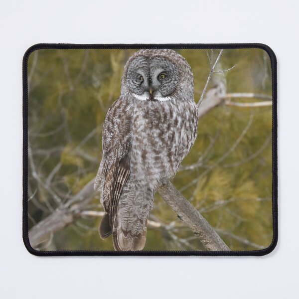 Item preview, Great Gray Owl Perched in Boreal Forest designed and sold by locustgirl.