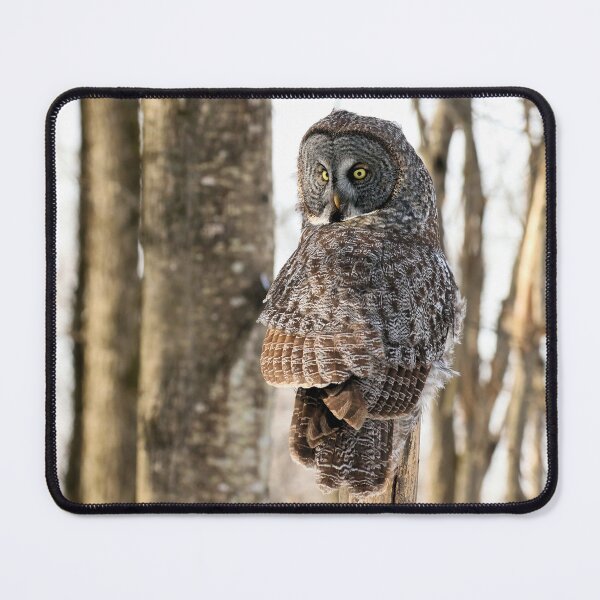 Item preview, Great Gray Owl on Natural Forest Perch designed and sold by locustgirl.