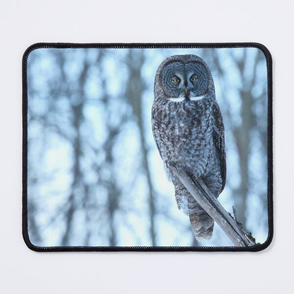 Item preview, Great Gray Owl Perched in Woodland Habitat designed and sold by locustgirl.