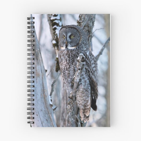 Item preview, Great Grey Owl in Woodland Stillness designed and sold by locustgirl.
