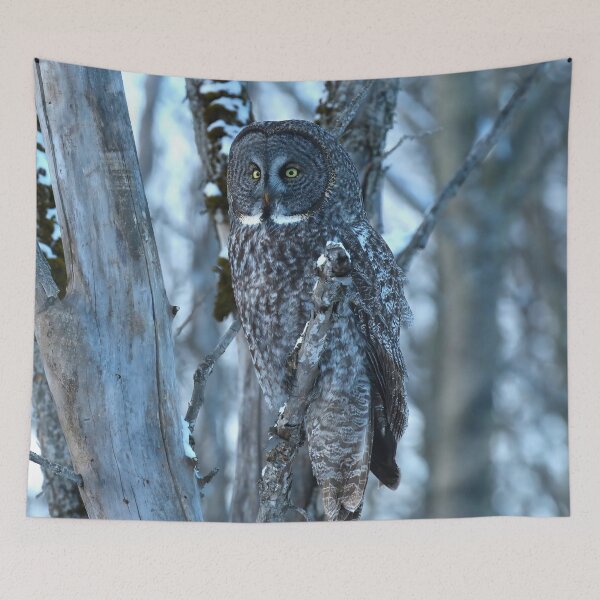 Item preview, Great Gray Owl Watching from the Woods designed and sold by locustgirl.