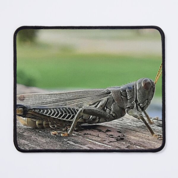 Item preview, Grass Hopper designed and sold by Bee’s ART!.