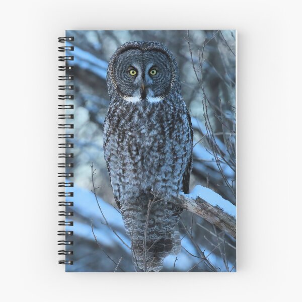 Item preview, Great Grey Owl Watching from the Woods designed and sold by locustgirl.