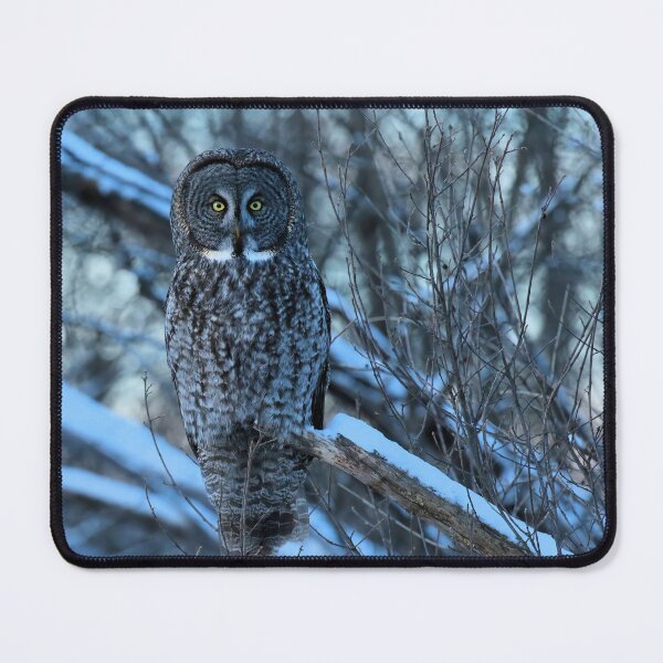 Item preview, Great Grey Owl Watching from the Woods designed and sold by locustgirl.