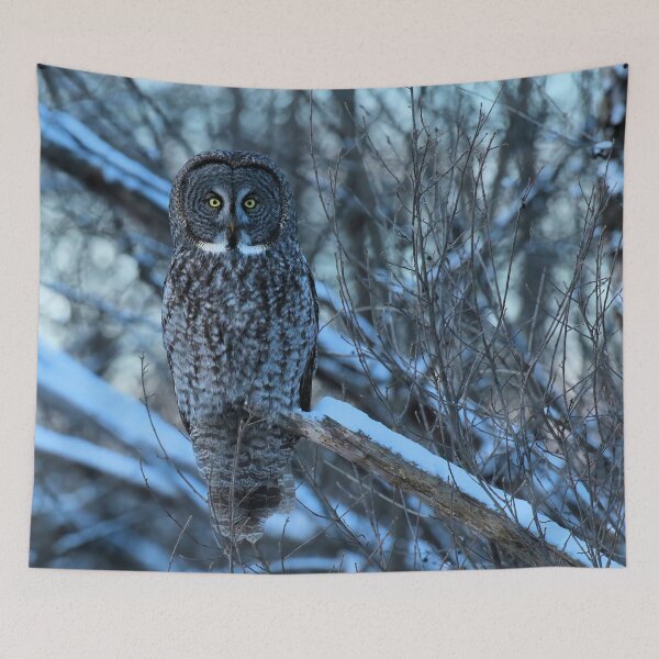 Item preview, Great Grey Owl Watching from the Woods designed and sold by locustgirl.