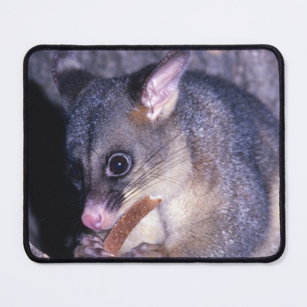 Item preview, Snack Time for a Sweet Possum designed and sold by AnalogDays.