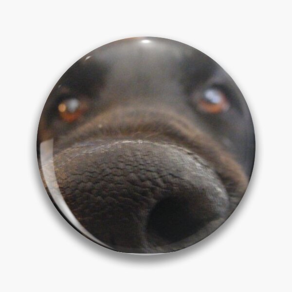 Item preview, Cute curious dog with nose in camera designed and sold by AK Designs LLC of New Hampshire.