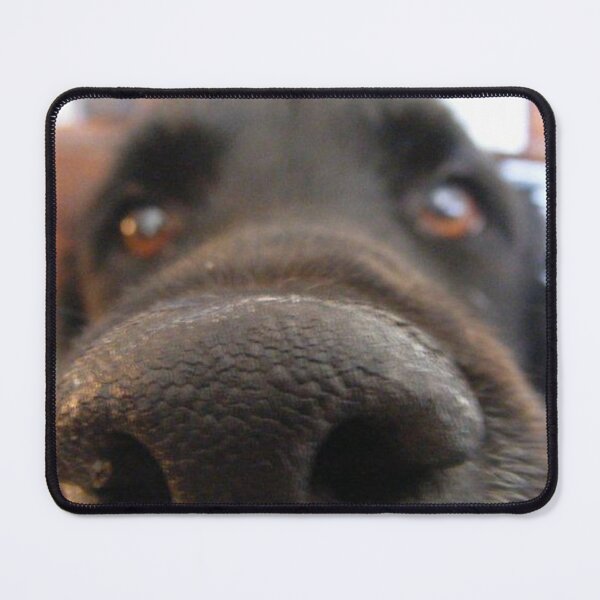Item preview, Cute curious dog with nose in camera designed and sold by AK Designs LLC of New Hampshire.