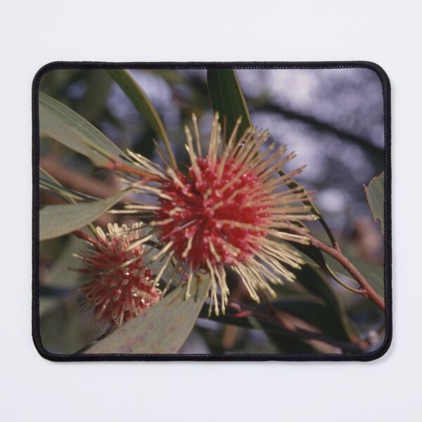 Item preview, Spiky Hakea Splendor designed and sold by AnalogDays.