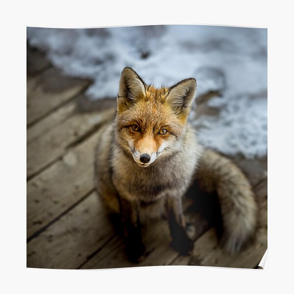 So Cute ! Poster