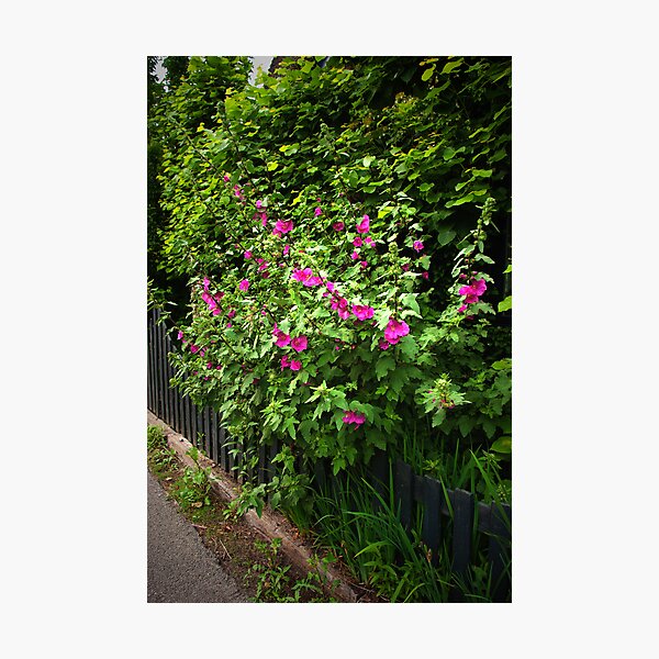 Hollyhock fence Photographic Print