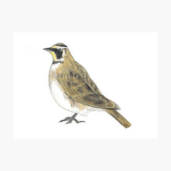Item preview, Horned Lark drawing designed and sold by skwinnicki.