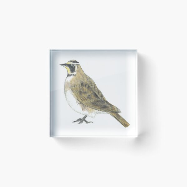 Item preview, Horned Lark drawing designed and sold by skwinnicki.