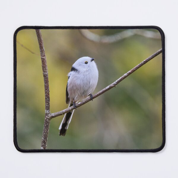 Item preview, Looking up there. Long-tailed tit designed and sold by Jouko Lehto Photography.