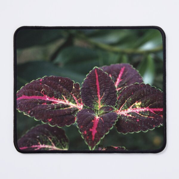 Item preview, Coleus Leaf designed and sold by AnalogDays.