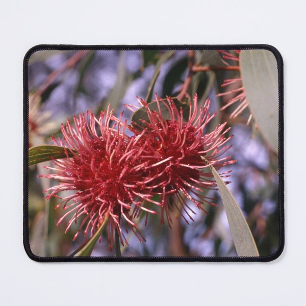 Item preview, Crimson Burst Australian Flora 1970s designed and sold by AnalogDays.