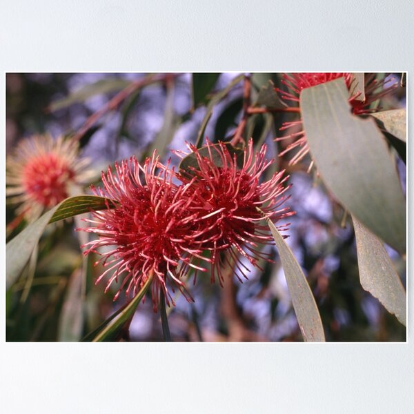 Item preview, Crimson Burst Australian Flora 1970s designed and sold by AnalogDays.