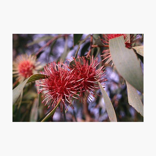 Item preview, Crimson Burst Australian Flora 1970s designed and sold by AnalogDays.