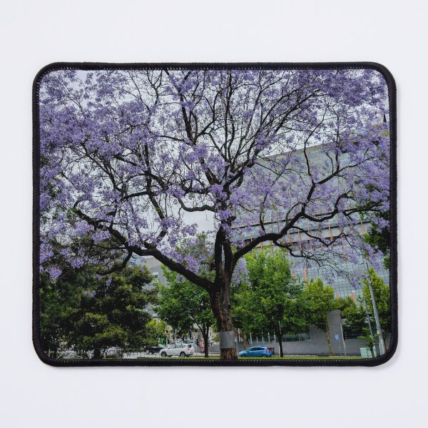 Item preview, Dreamy Jacaranda Tree in Full Bloom — Urban Serenity in Purple designed and sold by Photogenic Snap.