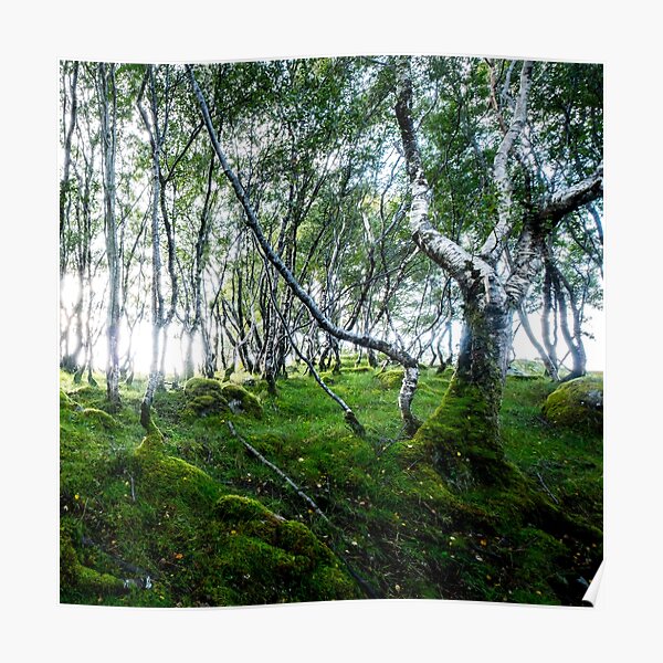 Green Forest Poster