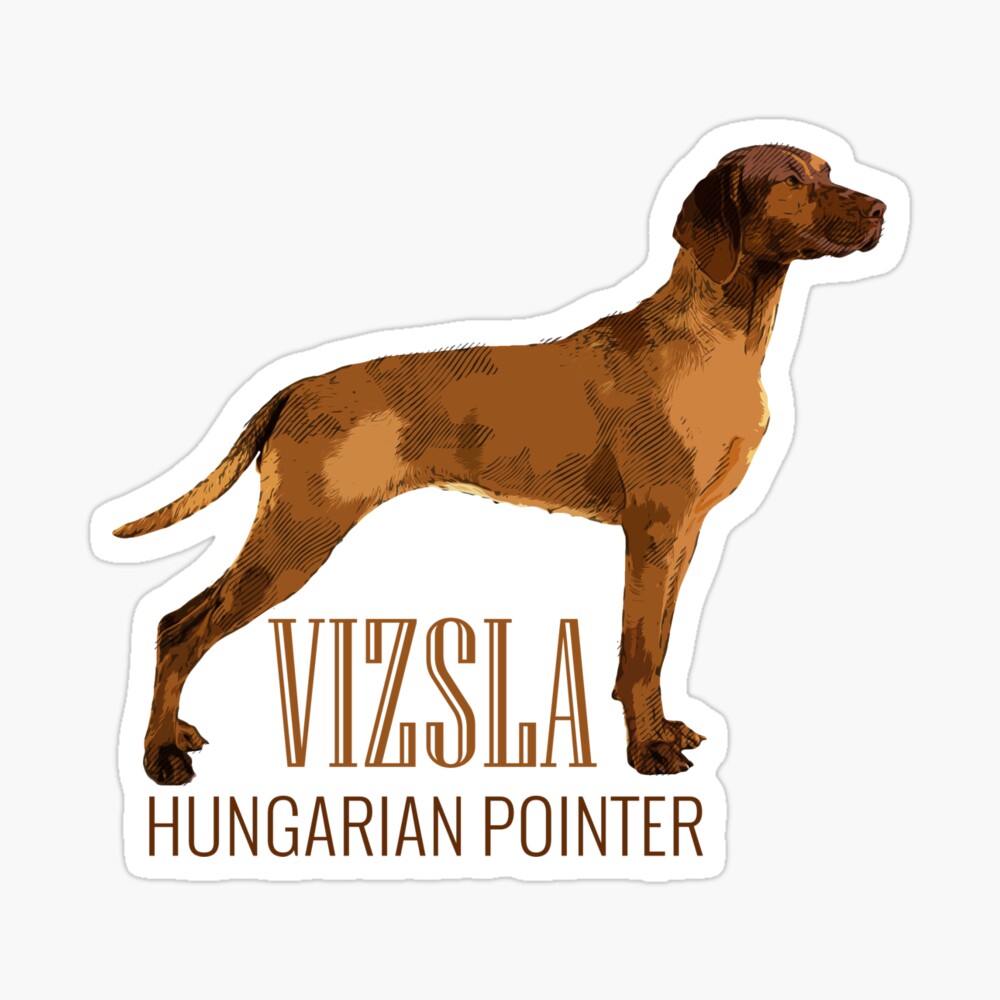 Brindle vizsla best sale