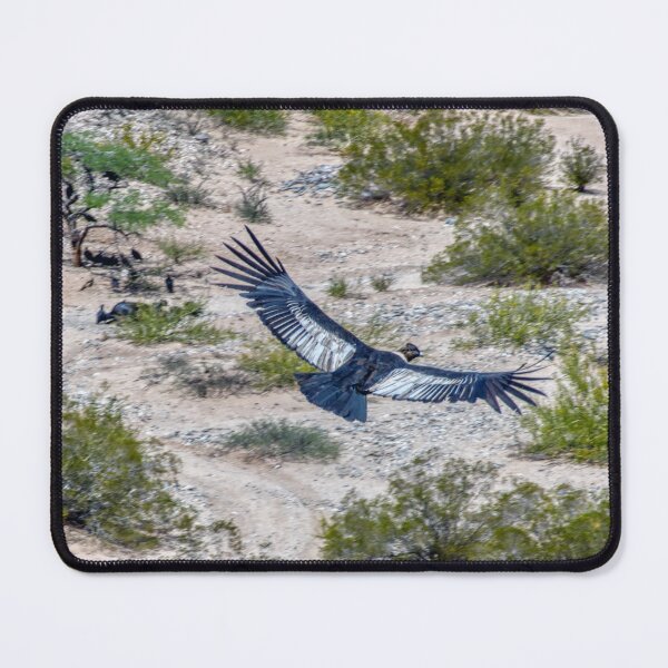 Item preview, Majestic Andean Condor in Flight - Argentina Wildlife Photography designed and sold by Keltoi-art.