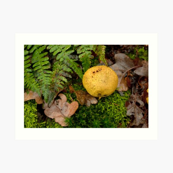 Yellow Potato Mushroom Art Print