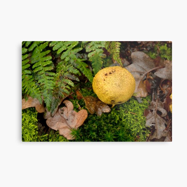 Yellow Potato Mushroom Metal Print