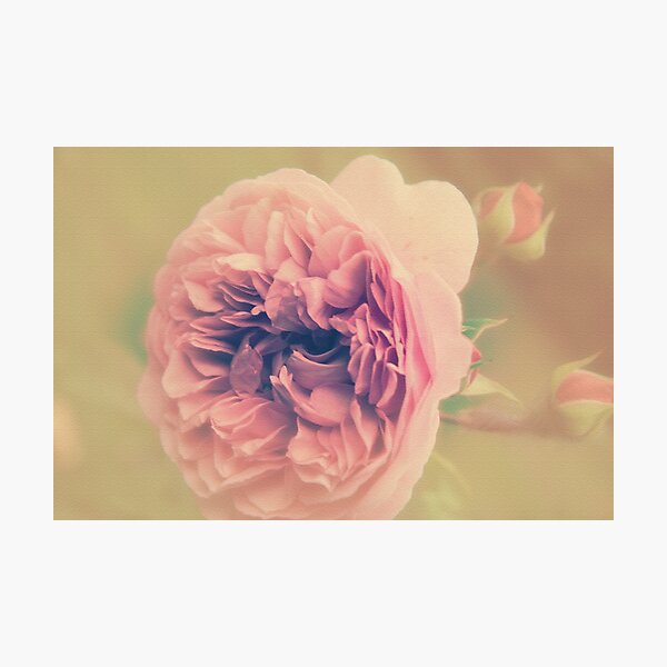 Item preview, Vintage Roses designed and sold by Kacharava.