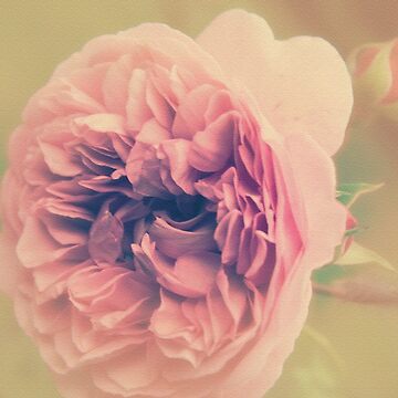 Artwork thumbnail, Vintage Roses by Kacharava