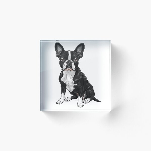 Aperçu de l'œuvre Adorable Boston Terrier aux yeux expressifs créée et vendue par Artcurrents.