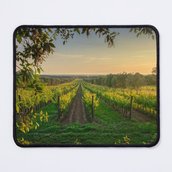 Item preview, Bolgheri vineyards and olive trees at sunset, Tuscany, Italy designed and sold by Stefano Orazzini.