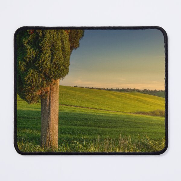 Item preview, Cypress tree in spring at sunset. Tuscany, Italy designed and sold by Stefano Orazzini.