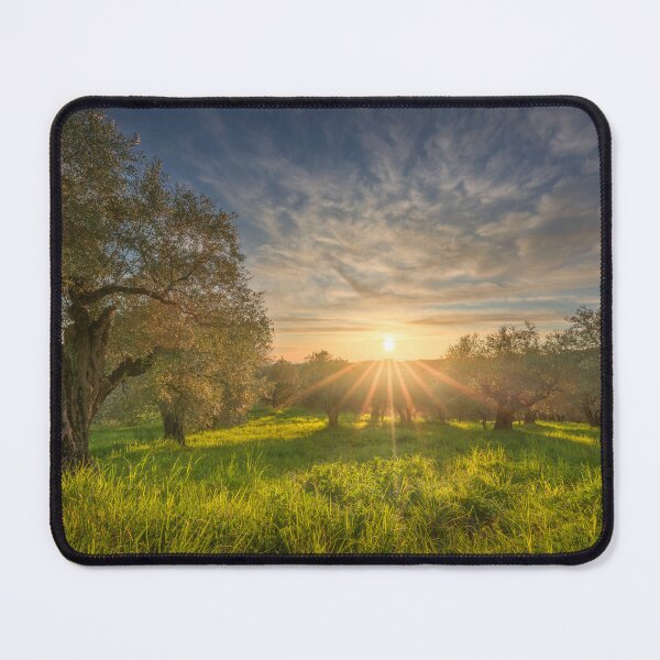 Item preview, Olive grove in Alta Maremma. Tuscany, Italy designed and sold by Stefano Orazzini.