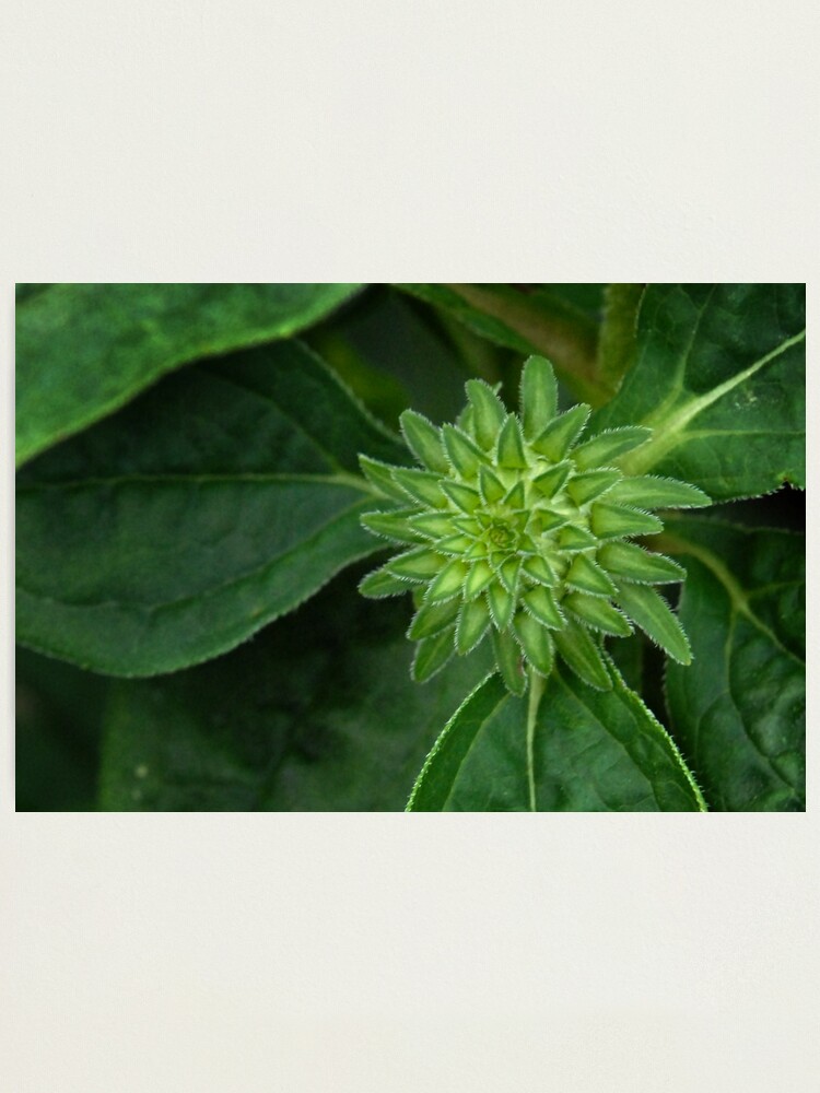 Alternate view of Cone Flower Beginnings Photographic Print