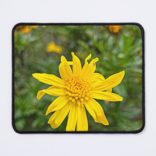 Item preview, Beauty Doesn't Ask for Permission designed and sold by Betsy Phillips.