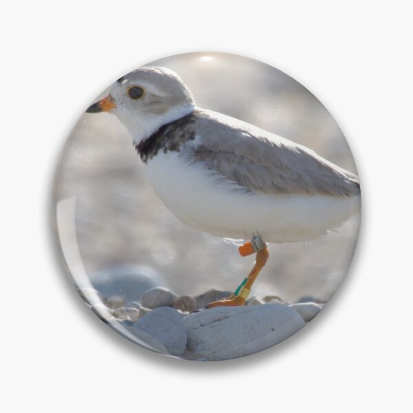 Item preview, Piping plover  designed and sold by Erin LeFevre-Josephs.