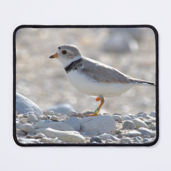 Item preview, Piping plover  designed and sold by Erin LeFevre-Josephs.