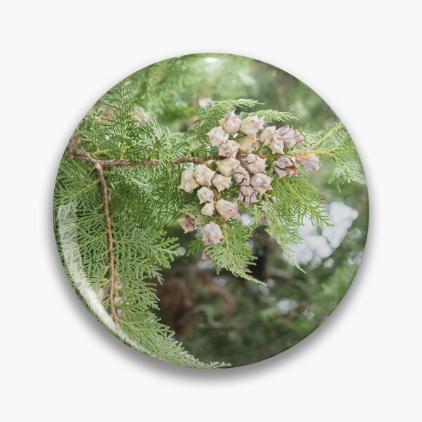 Item preview, Fragrant Cedar Branch Adorned with Cones designed and sold by Georgia Mizuleva.