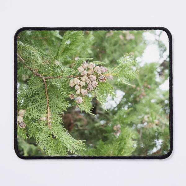 Item preview, Fragrant Cedar Branch Adorned with Cones designed and sold by Georgia Mizuleva.