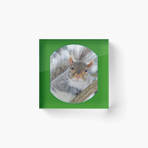 Item preview, Squirrel in a Tree designed and sold by MLJM_Photography.