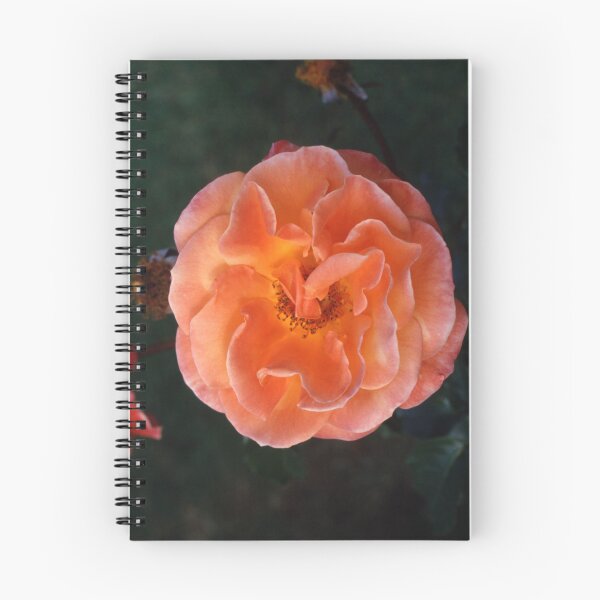 Item preview, Orange Rose designed and sold by AnalogDays.