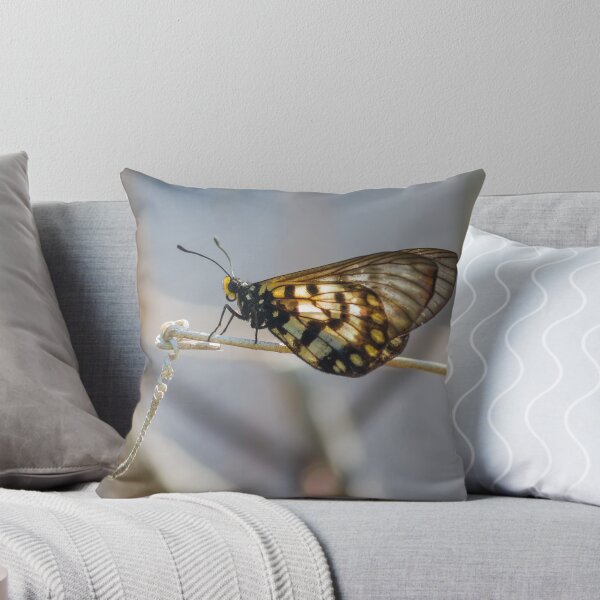 Artikelvorschau, Glasswing Schmetterling entworfen und verkauft von Teale Britstra.