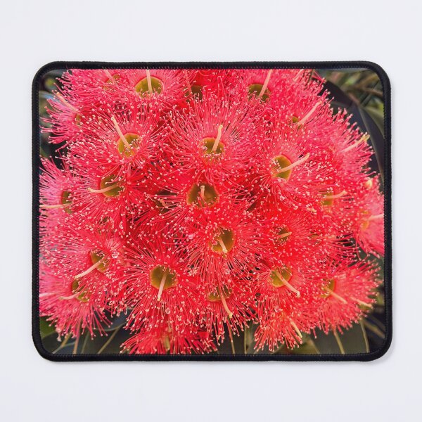 Item preview, Red Flowering Gum in Bloom designed and sold by Be Captured by Brittany Emma.