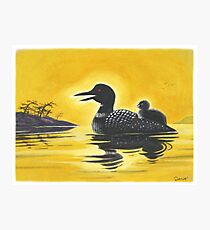 Loon on Lake Simcoe Photographic Print