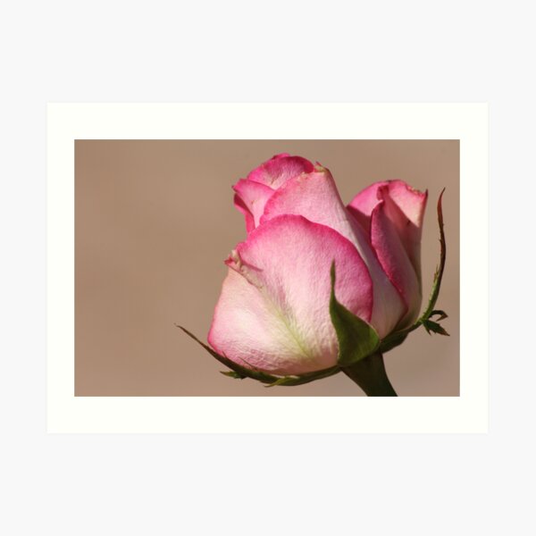 A Rose Art Print