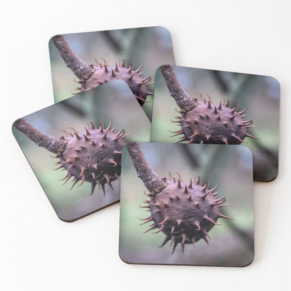 Item preview, Chestnut in Brown Husk – Autumn Macro designed and sold by Rabee Khalil Photography.